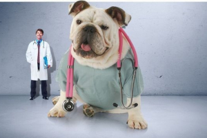 Pięć najbardziej uzdrawiających zwierząt stało się znane